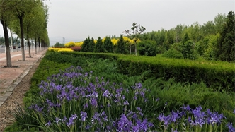 標(biāo)題：張家口經(jīng)開(kāi)區(qū)秋季清水河生態(tài)綠廊建
瀏覽次數(shù)：2647
發(fā)表時(shí)間：2020-10-16
