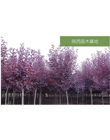 標題：苗木基地
瀏覽次數(shù)：2453
發(fā)表時間：2020-10-17