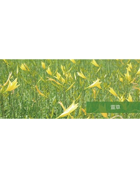 標題：地被
瀏覽次數(shù)：1883
發(fā)表時間：2020-10-17