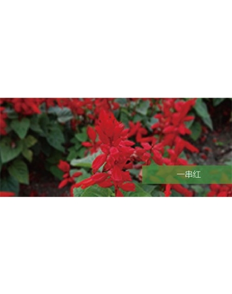 標題：地被
瀏覽次數(shù)：2123
發(fā)表時間：2020-10-17