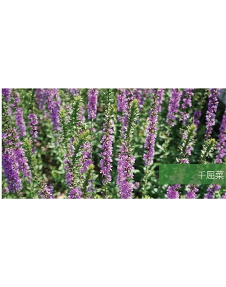 標(biāo)題：地被
瀏覽次數(shù)：2148
發(fā)表時(shí)間：2020-10-17