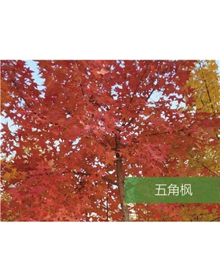標(biāo)題：喬灌木
瀏覽次數(shù)：1816
發(fā)表時間：2020-10-17