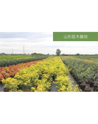 標(biāo)題：苗木基地
瀏覽次數(shù)：2468
發(fā)表時(shí)間：2020-10-17