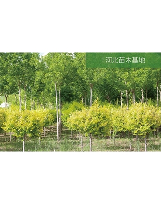 標(biāo)題：苗木基地
瀏覽次數(shù)：2431
發(fā)表時(shí)間：2020-10-17