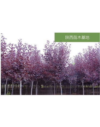 標(biāo)題：苗木基地
瀏覽次數(shù)：2451
發(fā)表時(shí)間：2020-10-17