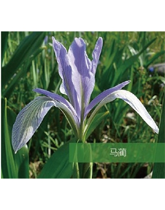 標(biāo)題：地被
瀏覽次數(shù)：1789
發(fā)表時(shí)間：2020-10-17