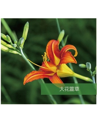 標(biāo)題：地被
瀏覽次數(shù)：1777
發(fā)表時(shí)間：2020-10-17