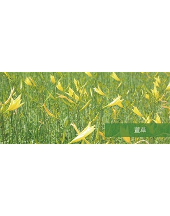 標(biāo)題：地被
瀏覽次數(shù)：1882
發(fā)表時(shí)間：2020-10-17