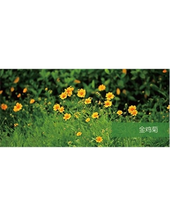 標題：地被
瀏覽次數(shù)：2080
發(fā)表時間：2020-10-17