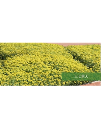 標題：地被
瀏覽次數(shù)：2258
發(fā)表時間：2020-10-17