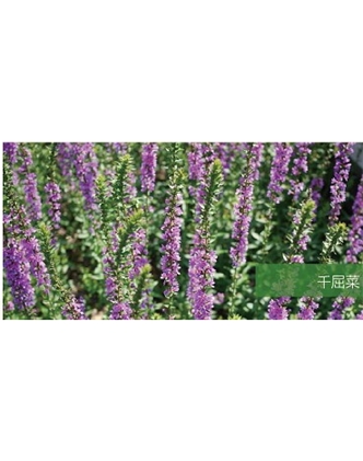 標題：地被
瀏覽次數(shù)：2145
發(fā)表時間：2020-10-17