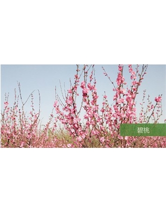標(biāo)題：?jiǎn)坦嗄?瀏覽次數(shù)：1677
發(fā)表時(shí)間：2020-10-17
