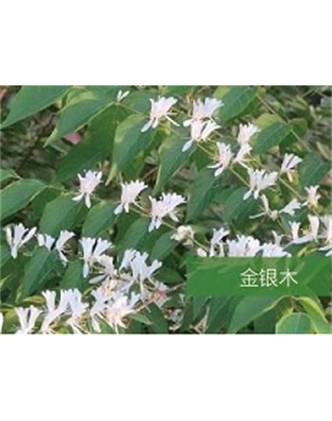 標題：喬灌木
瀏覽次數(shù)：1756
發(fā)表時間：2020-10-17