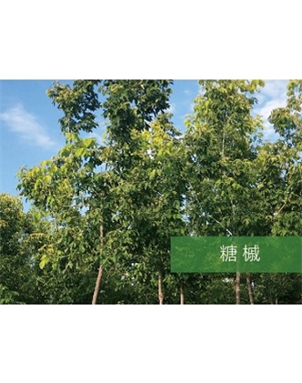 標(biāo)題：?jiǎn)坦嗄?瀏覽次數(shù)：2461
發(fā)表時(shí)間：2020-10-17