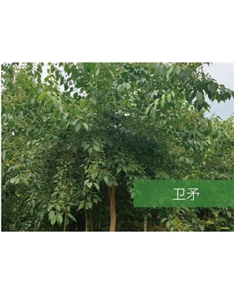 標(biāo)題：?jiǎn)坦嗄?瀏覽次數(shù)：2346
發(fā)表時(shí)間：2020-10-17