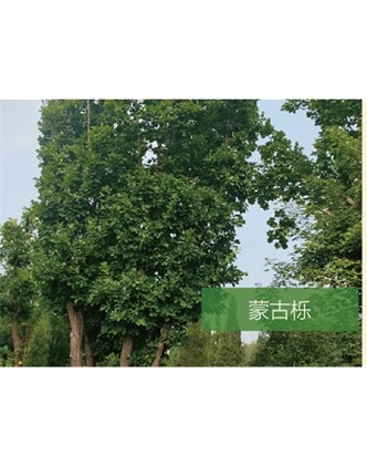 標(biāo)題：?jiǎn)坦嗄?瀏覽次數(shù)：2482
發(fā)表時(shí)間：2020-10-17
