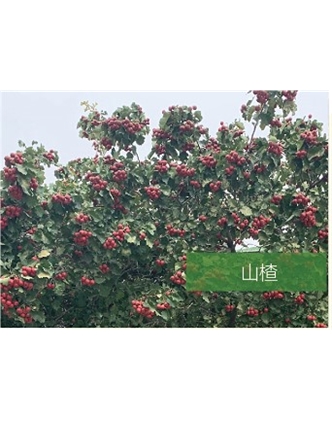 標(biāo)題：?jiǎn)坦嗄?瀏覽次數(shù)：2348
發(fā)表時(shí)間：2020-10-17