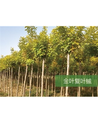 標(biāo)題：?jiǎn)坦嗄?瀏覽次數(shù)：2307
發(fā)表時(shí)間：2020-10-17